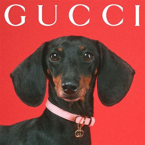 chien gucci|gucci pet store.